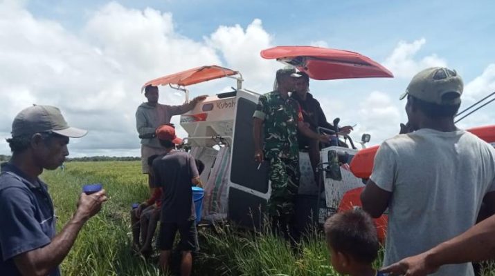Babinsa Koramil Lewa Dampingi Petani Panen Padi Menggunakan Alat Modern