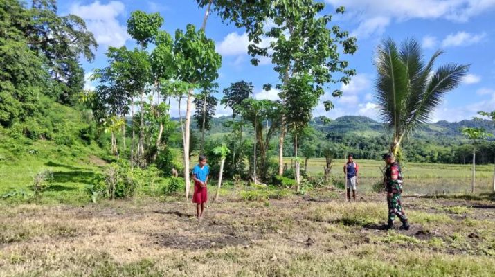 Babinsa Sambangi Warga Yang Tanam Jagung