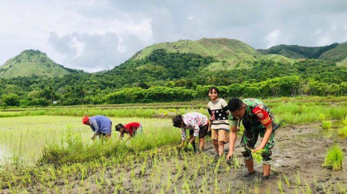 Babinsa Karera Bantu Warga Tanam Padi